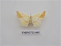 藏品(尺蛾276)的圖片